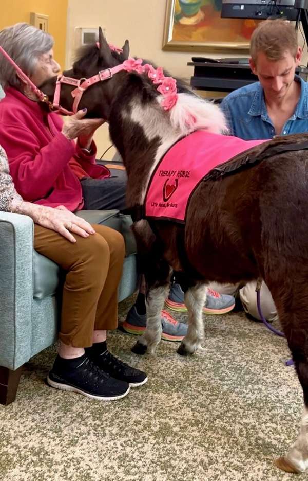 flashy-miniature-horse