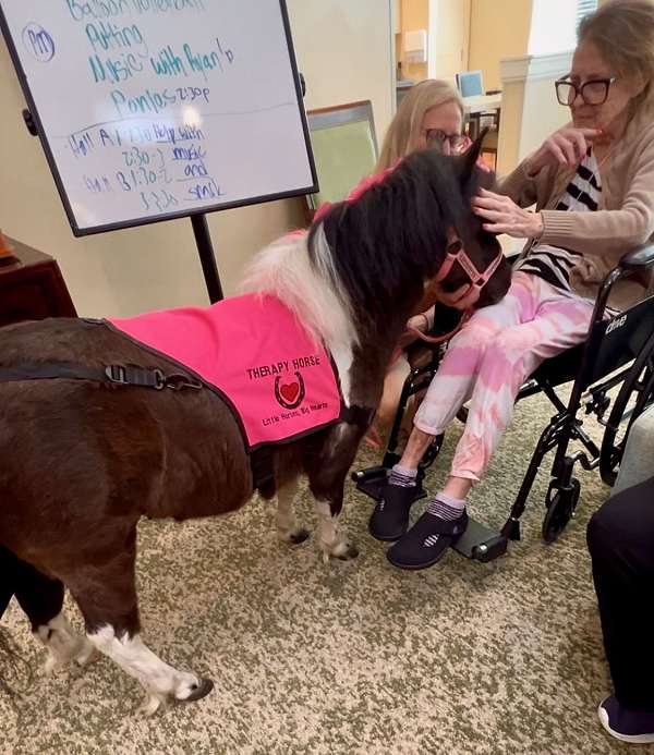 halter-miniature-horse