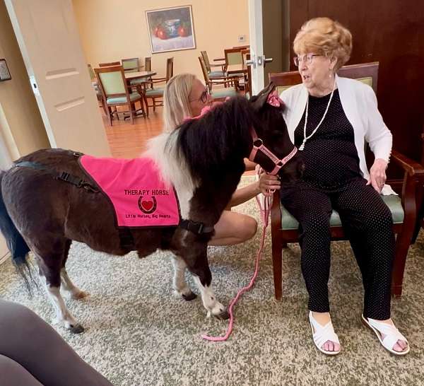 husband-safe-miniature-horse