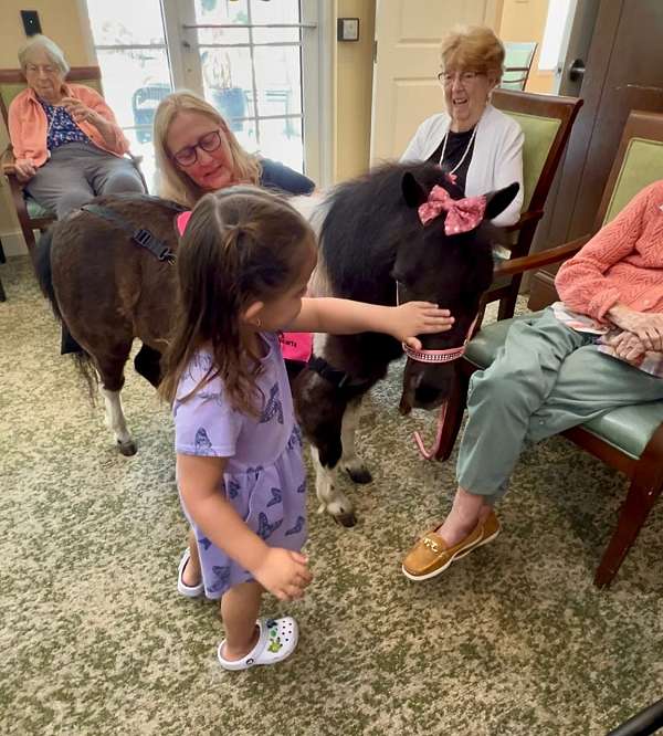 kid-safe-miniature-horse