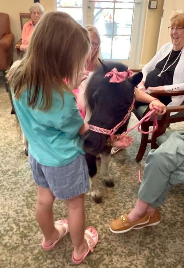 therapy-miniature-horse