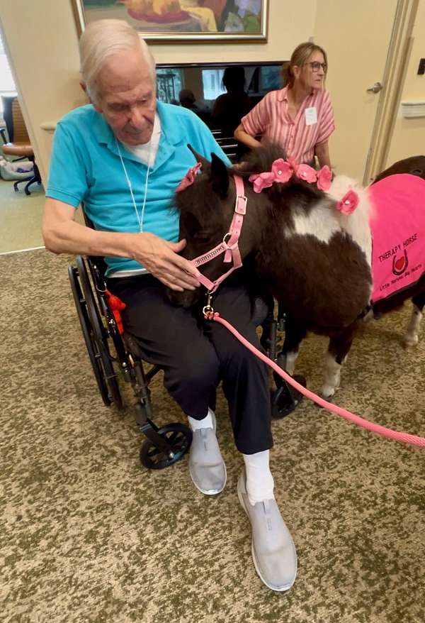 trained-miniature-horse