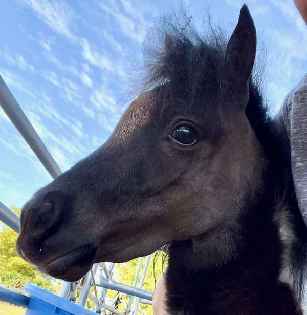 companion-miniature-horse