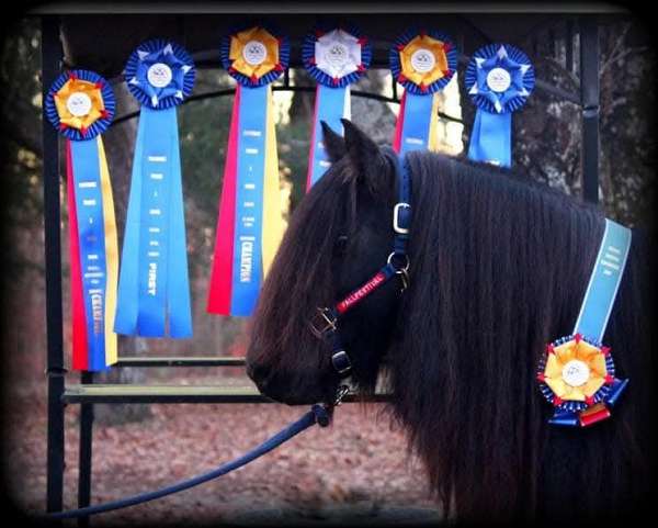 sport-fell-pony