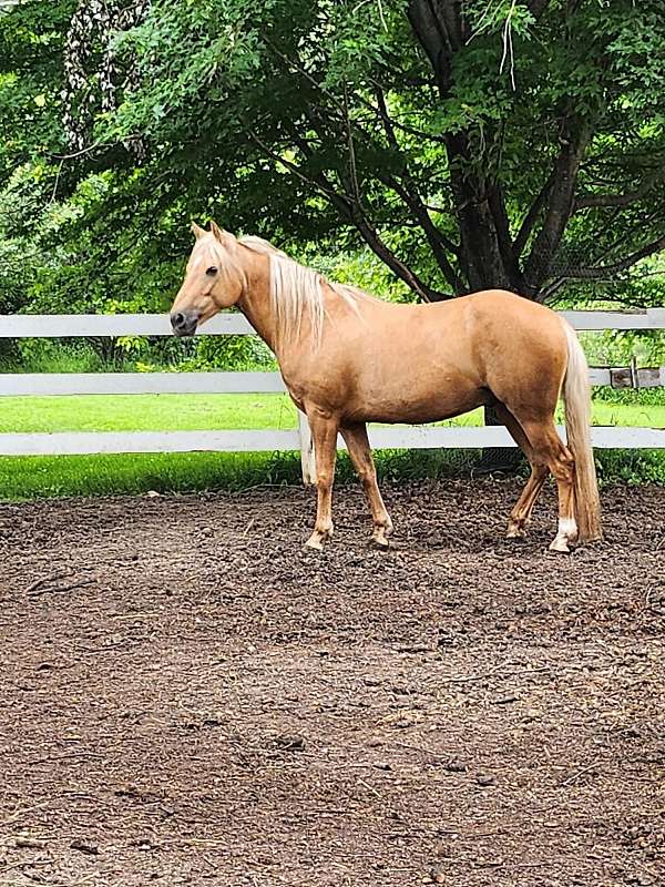 athletic-palomino-horse