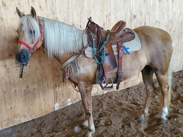 barrel-palomino-horse