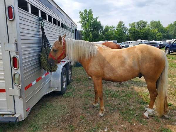 barrel-racing-palomino-horse