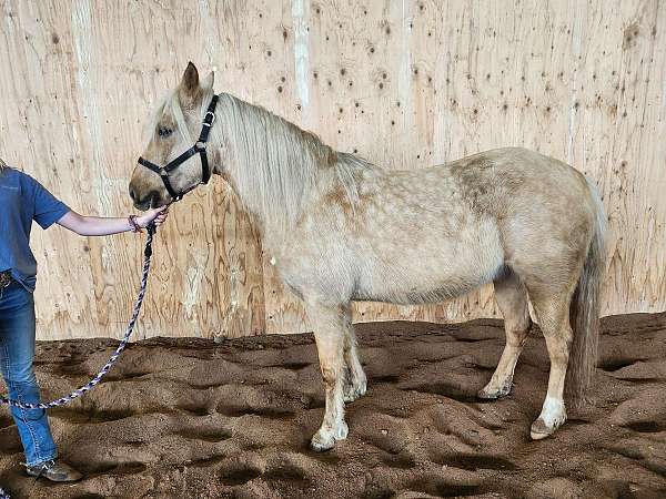 gymkhana-palomino-horse