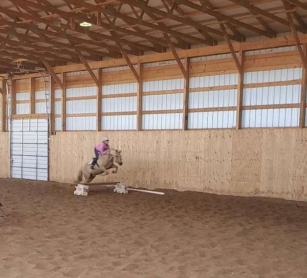 jumping-palomino-horse