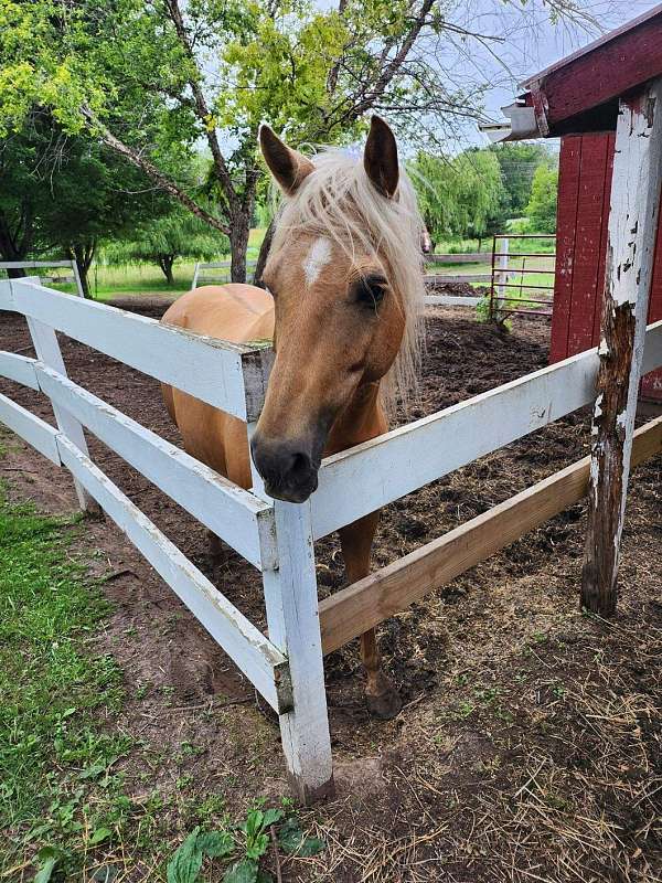 palomino-gelding