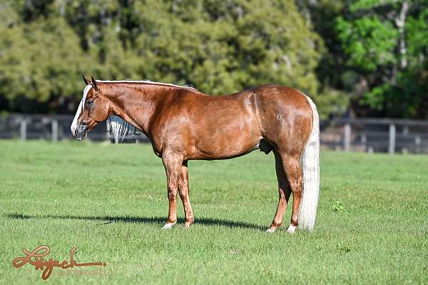 athletic-quarter-horse