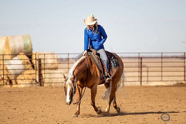 husband-safe-quarter-horse