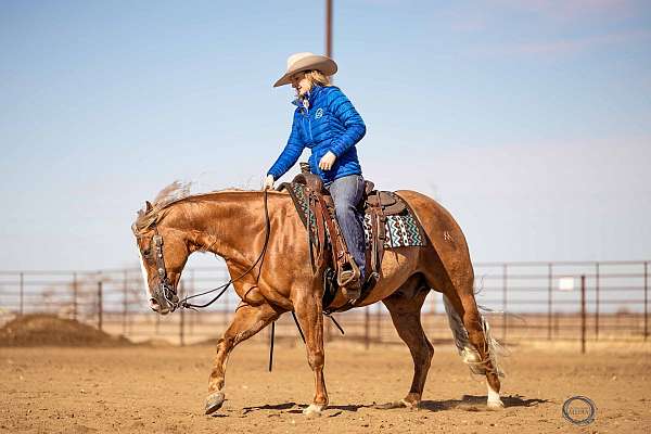 ranch-work-quarter-horse