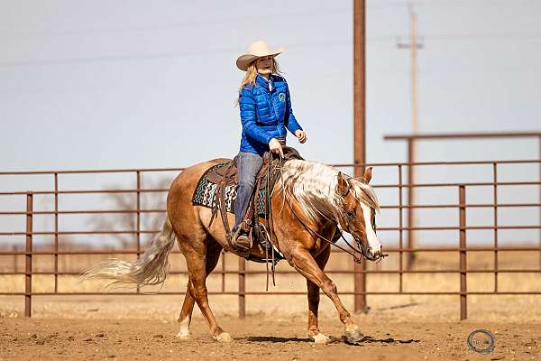 reining-quarter-horse