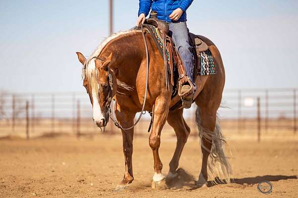 roping-quarter-horse