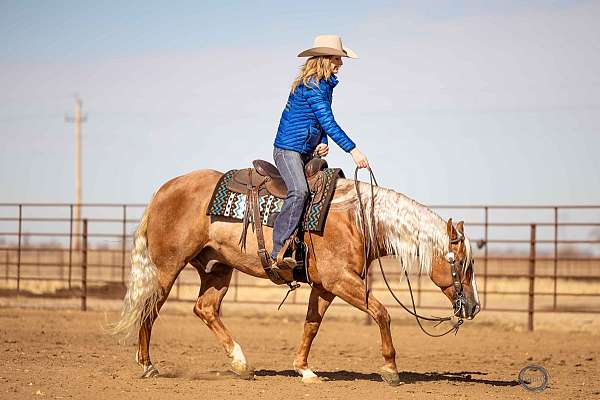 show-hack-quarter-horse