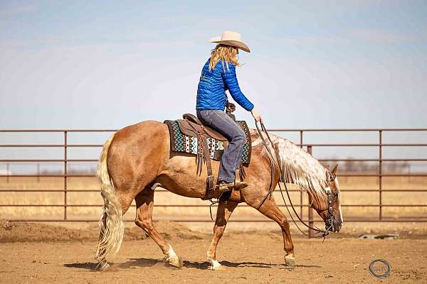 trail-quarter-horse