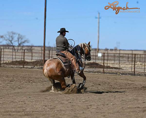 calf-roping-quarter-horse