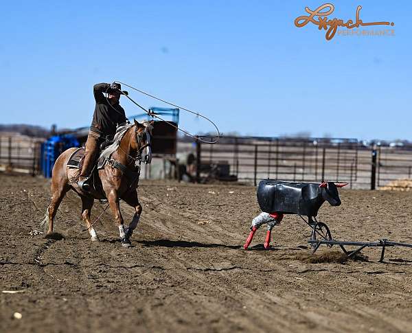 flashy-quarter-horse