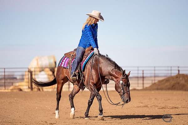 calf-roping-quarter-horse