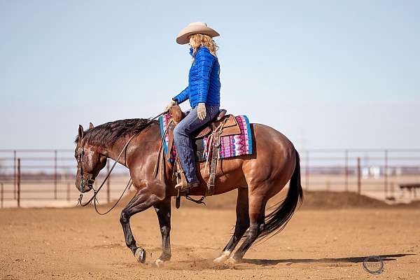 husband-safe-quarter-horse