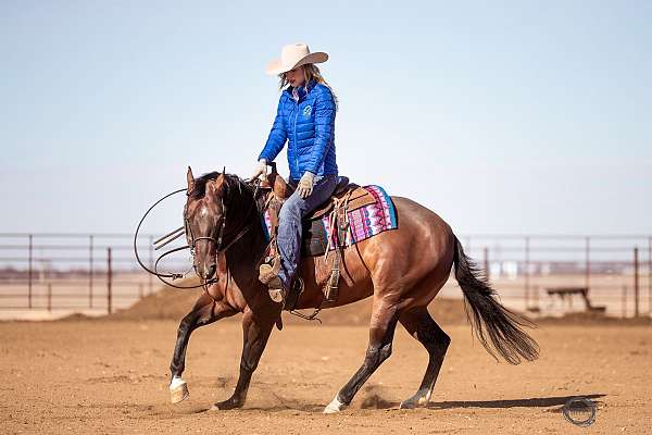 ranch-versatility-quarter-horse