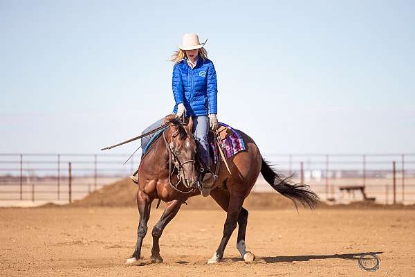 ranch-work-quarter-horse