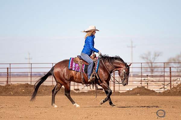 ridden-english-quarter-horse