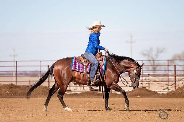 ridden-western-quarter-horse