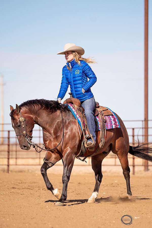 roping-quarter-horse