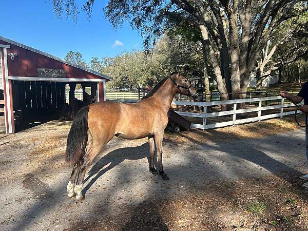 14-hand-andalusian-horse