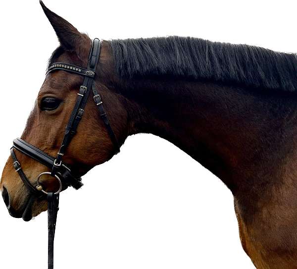 trakehner-horse