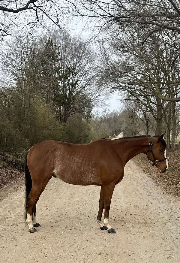 arena-thoroughbred-horse