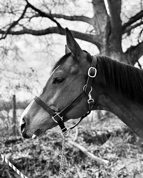 around-thoroughbred-horse