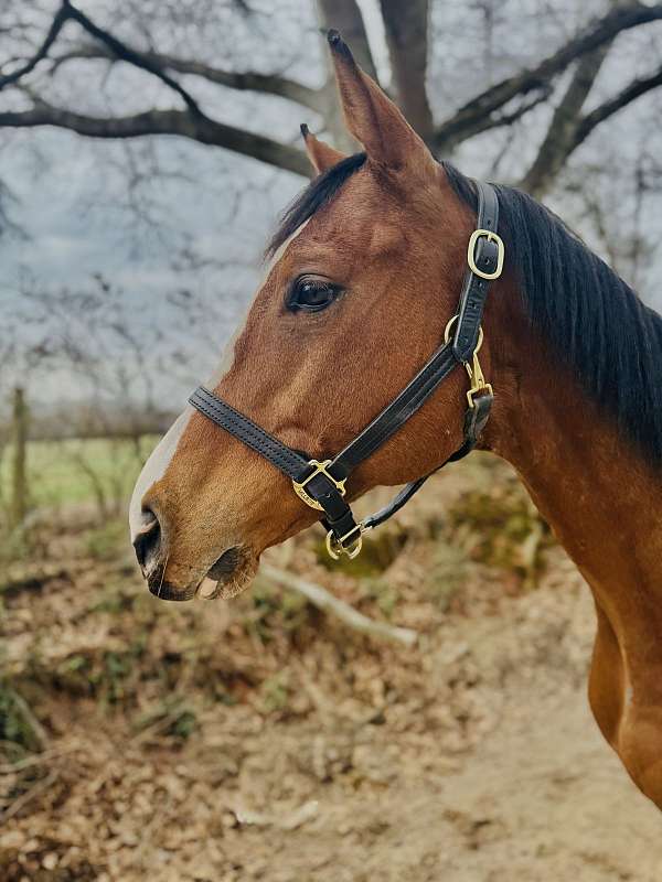 barefoot-thoroughbred-horse