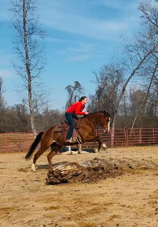 barn-thoroughbred-horse