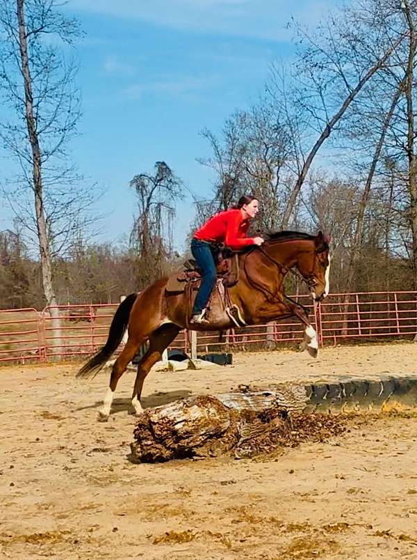 baths-thoroughbred-horse