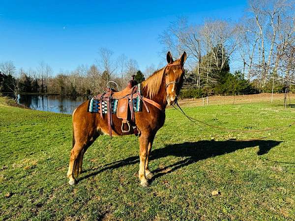 columbia-kentucky-mountain-horse