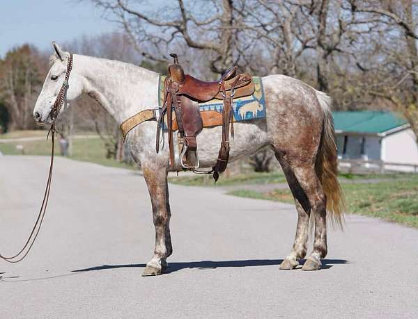 trail-gaited-saddlebred-horse