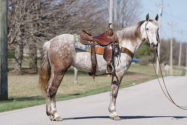 athletic-saddlebred-horse