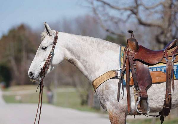 trail-riding-saddlebred-horse