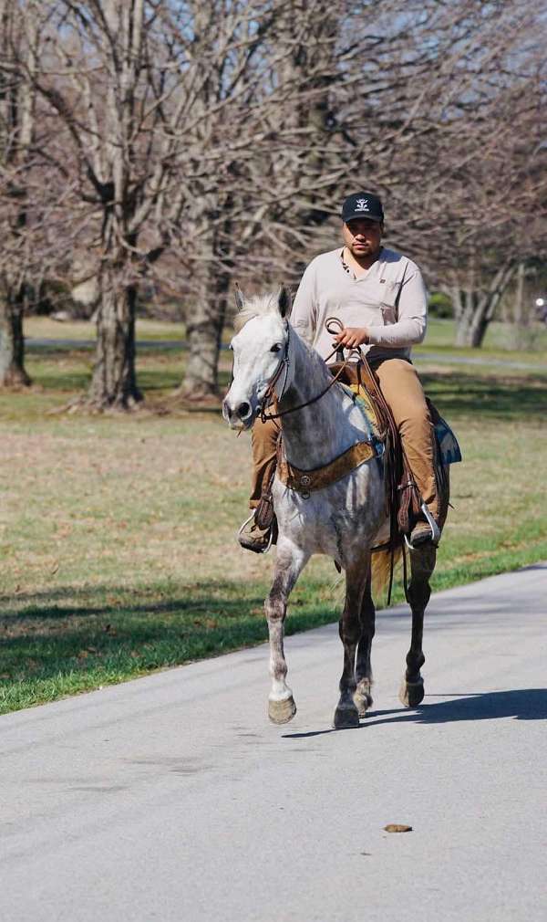 trail-saddlebred-horse