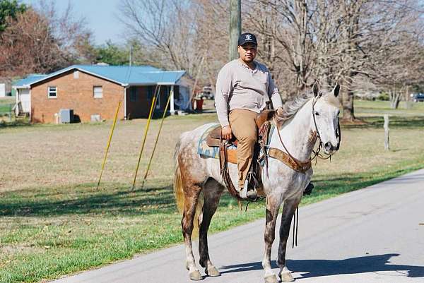 western-pleasure-saddlebred-horse