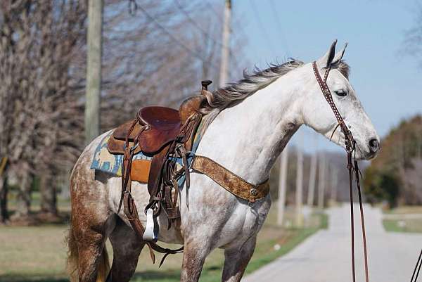 western-riding-saddlebred-horse