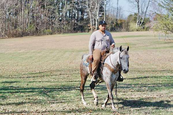 grey-athletic-horse