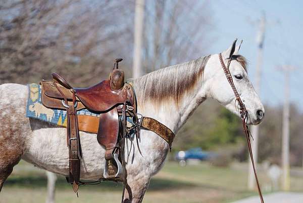 grey-saddlebred-mare