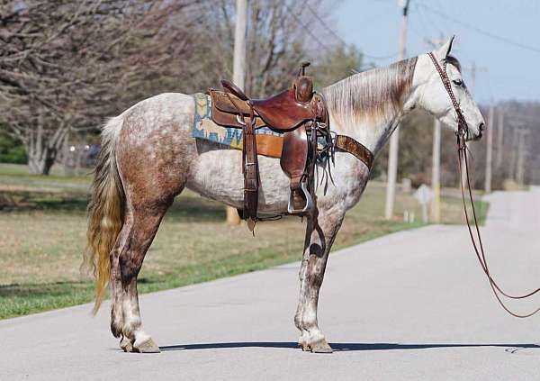 trail-gaited-horse