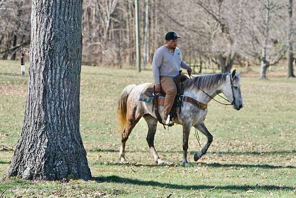 grey-trail-horse