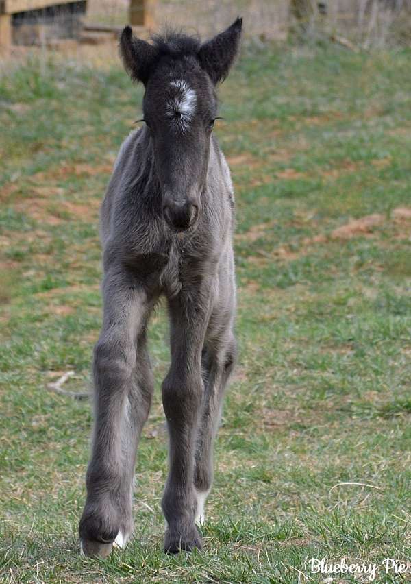 black-feather-horse