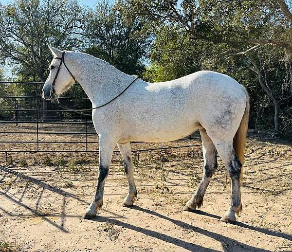 barrel-andalusian-pony